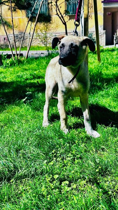 Отдам собак в хорошие руки!