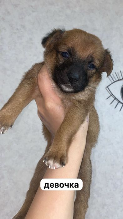 Малыши ищут любящих хозяев.