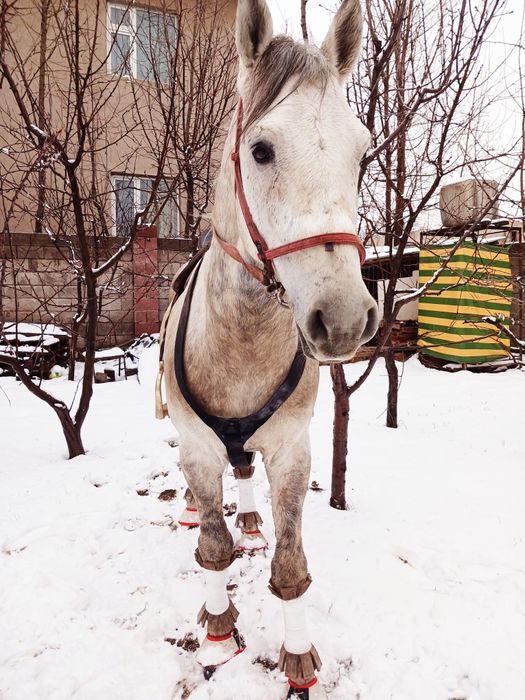 Айғыр сатылады 8жасар