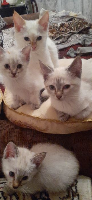 Отдам котят сиамские