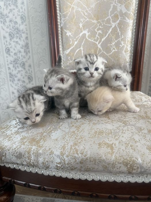 шотландские вислоухие