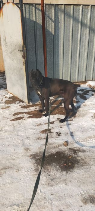 Продам мощного кобеля коне Корсо полтора года