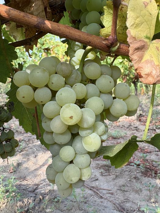 Struguri nobili de vin alb si rosii