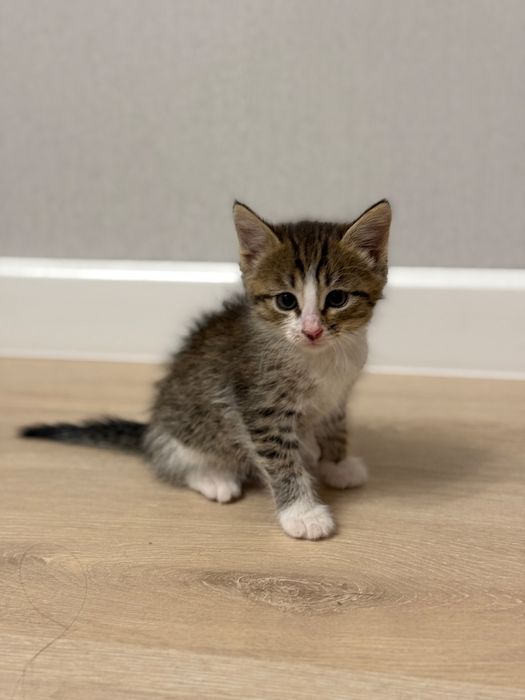 Отдам котят 1,5 месяца