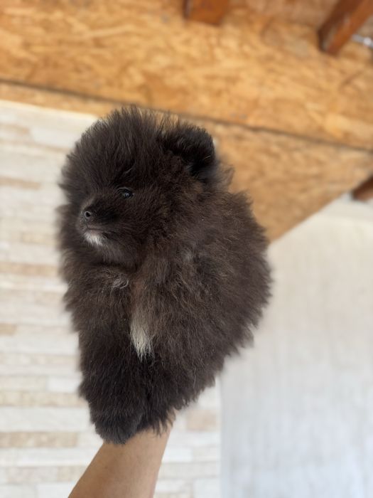 Померан bear face