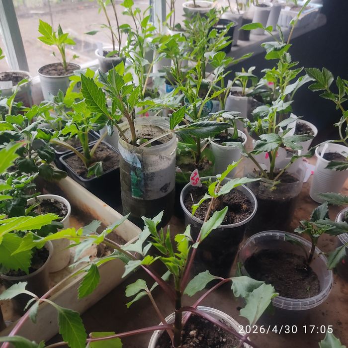 Продам пророщеные георгины в стаканчиках.