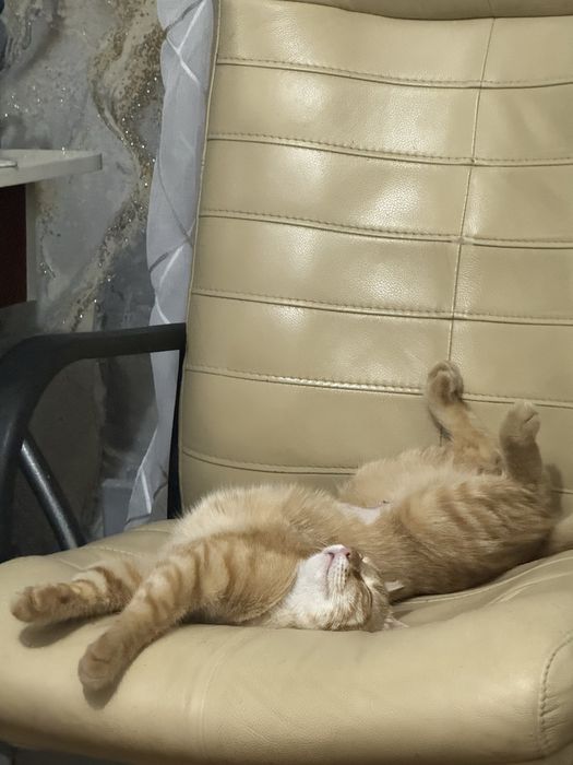 Отдаем рыжую кошку