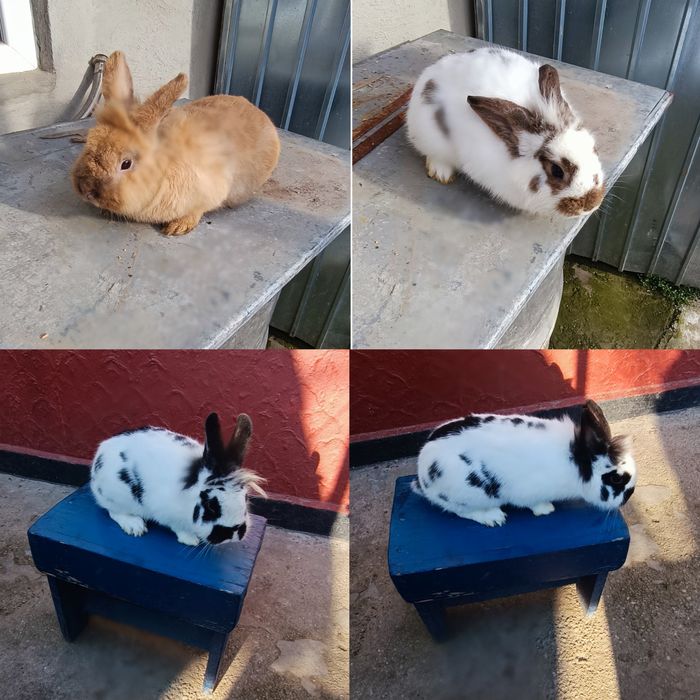 Iepuri Masculii de prăsilă