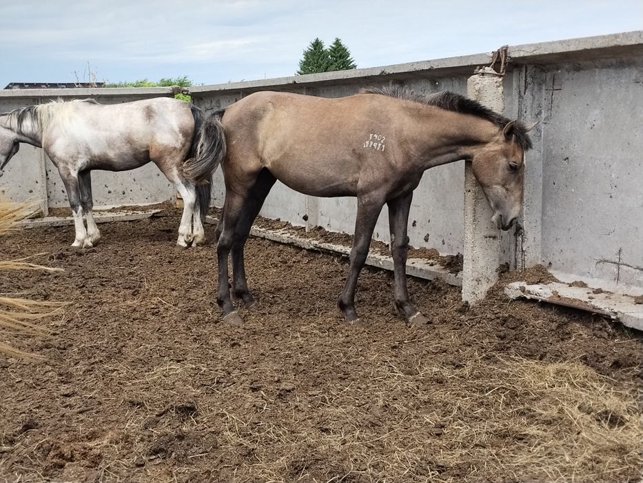 Кобылки на племя