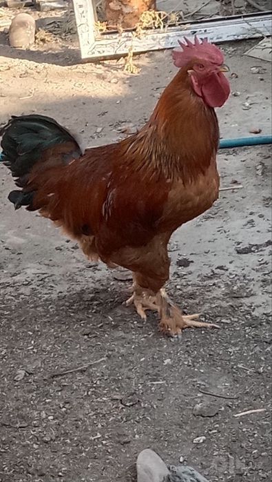 Продаются куры, петухи