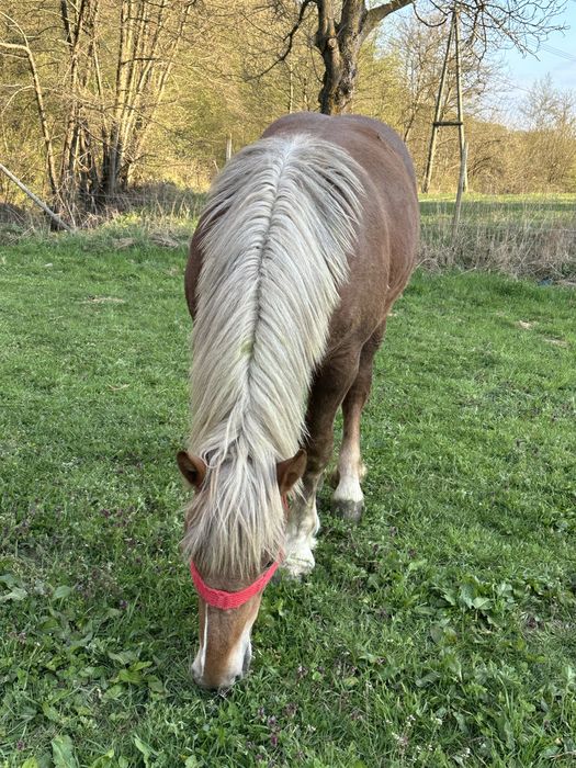 Vand manza de un an frumoasă
