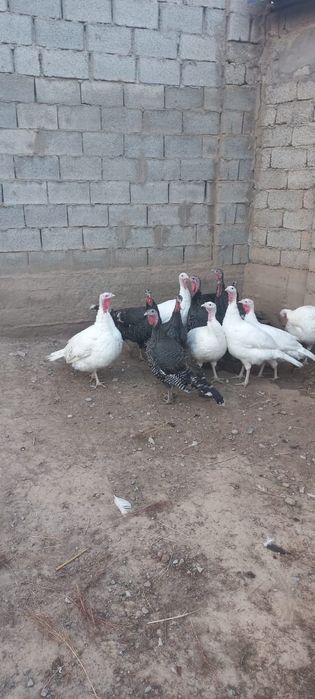 Продам индюки полугодичные