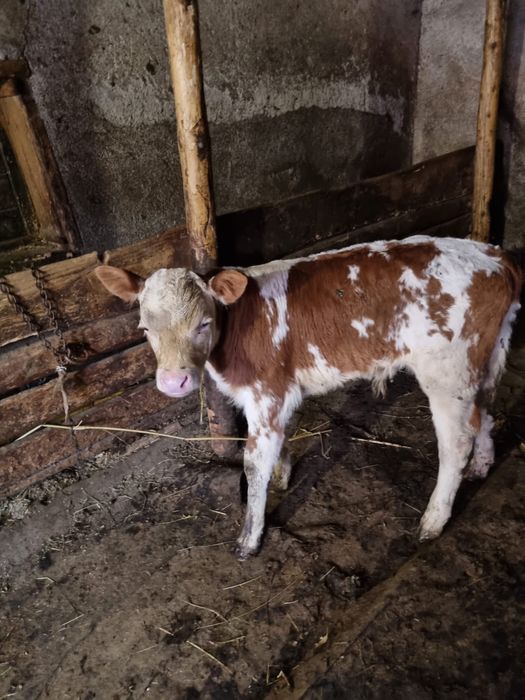 Vitel de pus la vaca