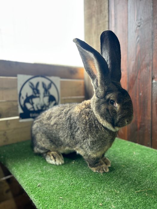 Mascul uriaș german