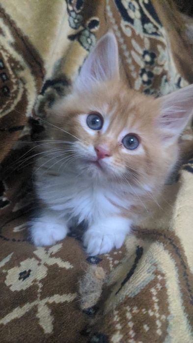 Продам котят мейн-кун