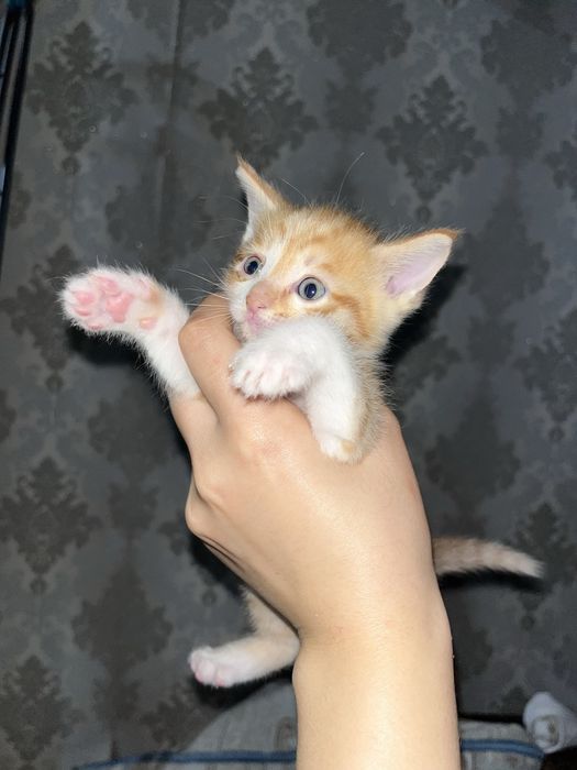 котенок 1 месяц