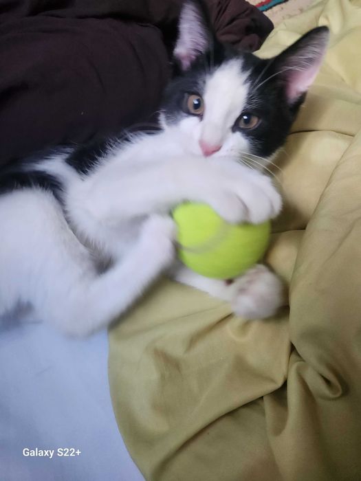 Хадяга мушук берамиз