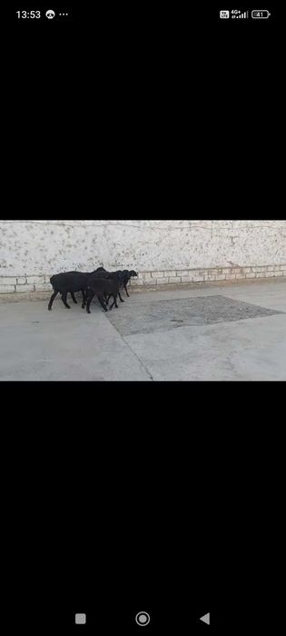 Куй кузилар 2талик тугадиган