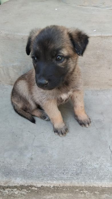 Vand caine ciobanesc belgian