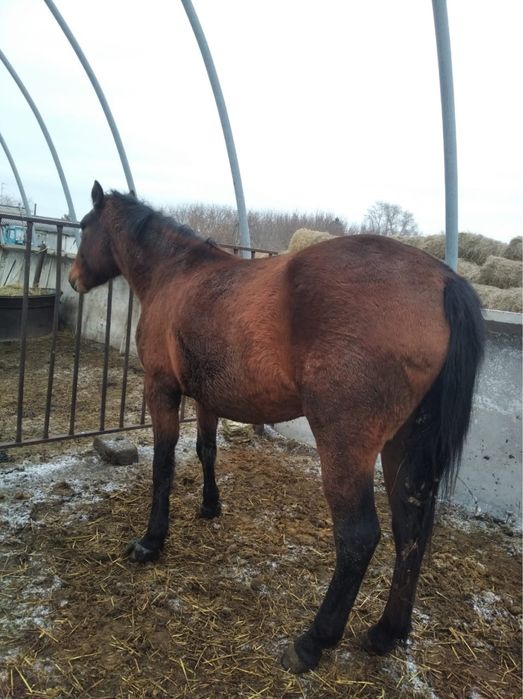 Жеребая кобыла обмен