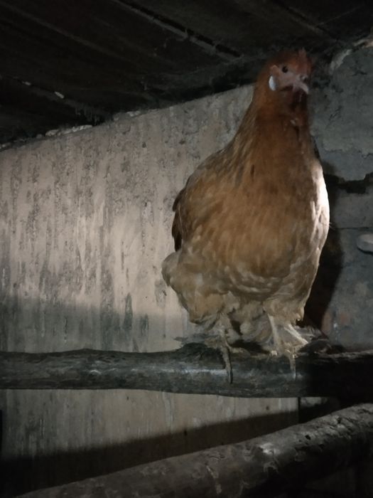 Продам  цыплят. Домашний вывод