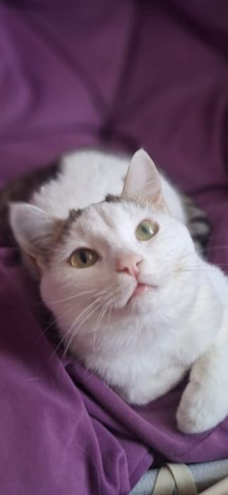 Котик бесплатно!