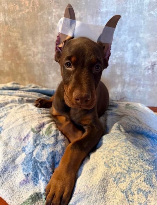 Доберманы милыйе