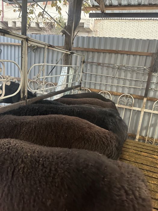 qõchqorlar sotiladi