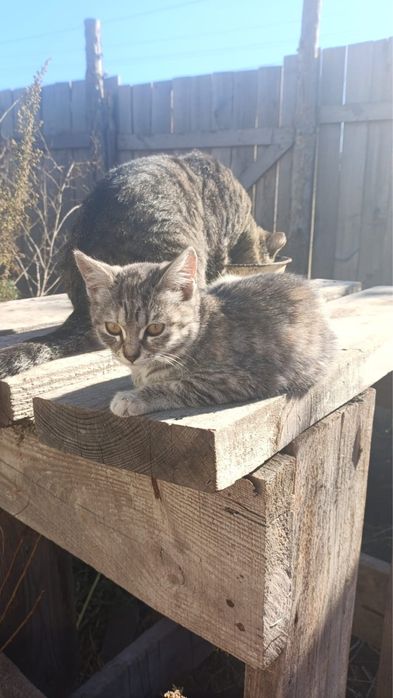 Отдам котят в добрые руки