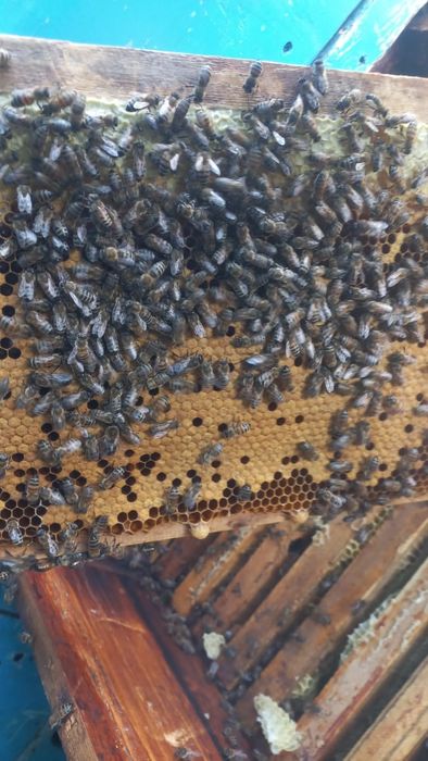 Пасика пчелоповелион