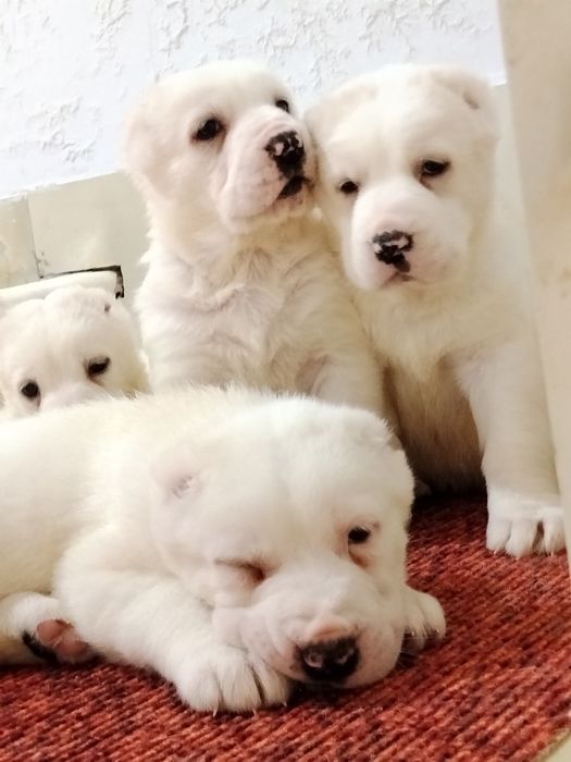 АЛАБАЙ щенки продается