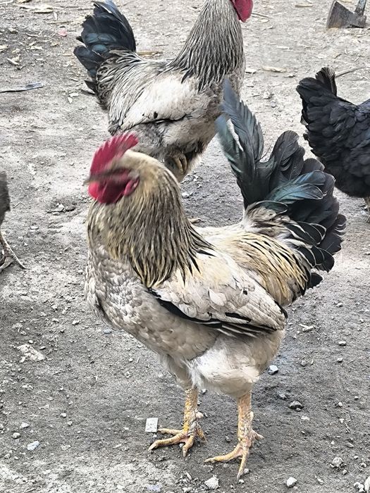 Домашние петухи продается