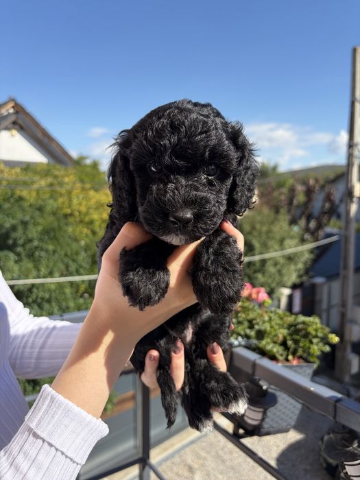 Caniche/poodle mini negru