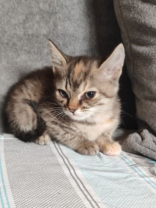 Отдадим котят бауырластар 2