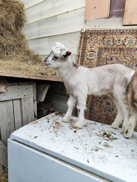 Продам козочек и козлика