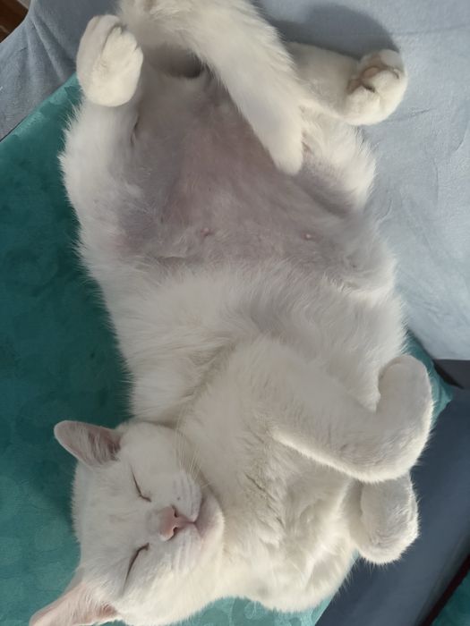 Продается кошка.
