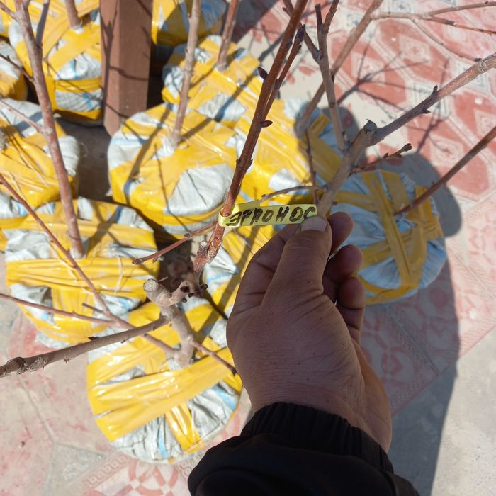 Мевалик кучатлар бор