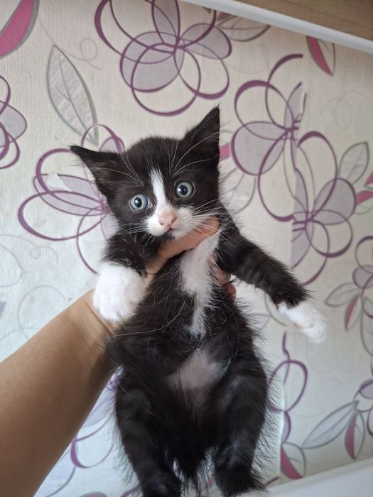 Отдам котят бесплатно