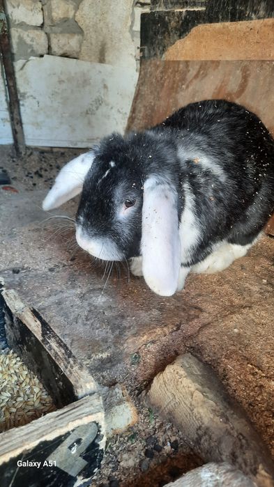 Куёнлар сотилади