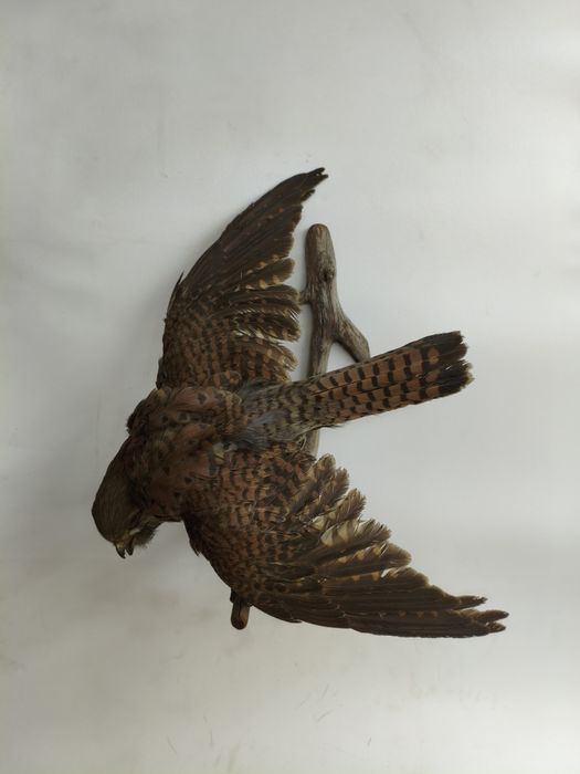 Рога, чучело птиц и животных.