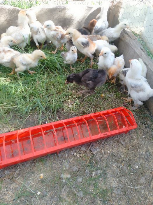 Pui de găină de țară