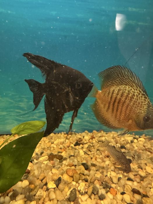 Vand pereche scalari