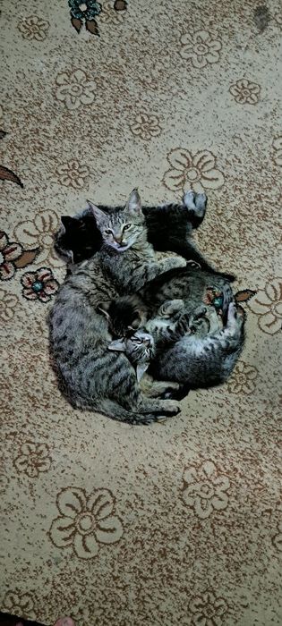 Mushuk bolalari hadyaga beriladi