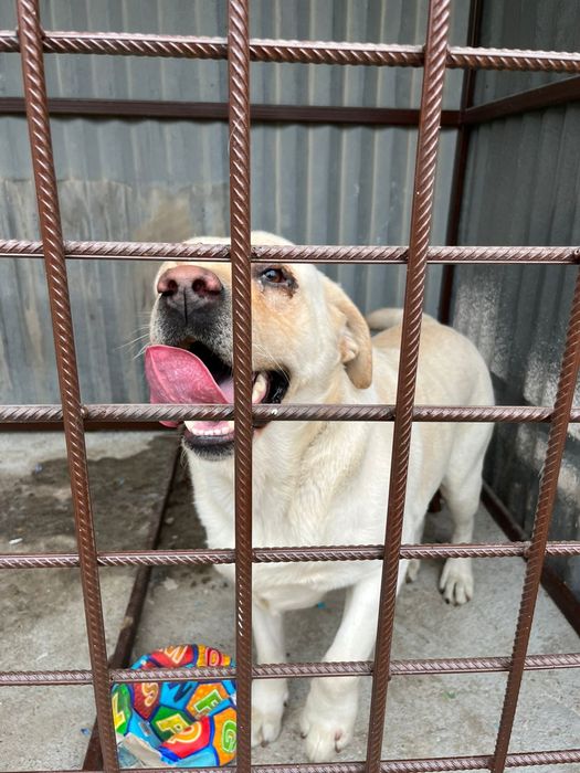 Продам белого лабрадора