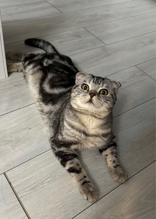 Продаём шотландский вислоухий котик