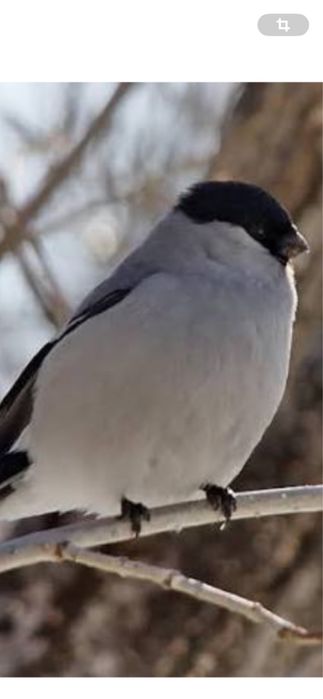 Птицы снегери самцы