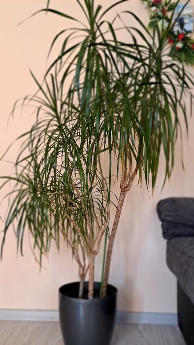 Драцена Маргината