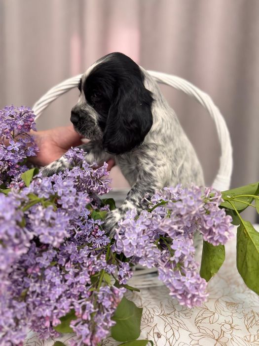 Щенки Русского охотничьего спаниеля
