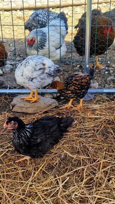 De vanzare pui 5 săptămâni-Metis Wyandotte  cu Gaini Incaltate