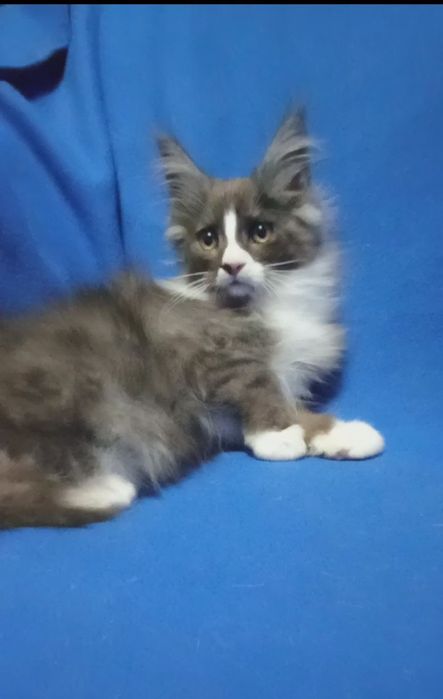 Будущие великаны